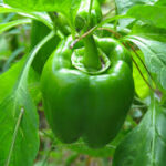califonia wonder capsicum