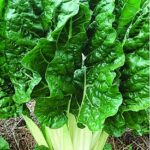 fordhook giant spinach