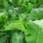images (1)