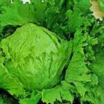 lettuce greatlakes