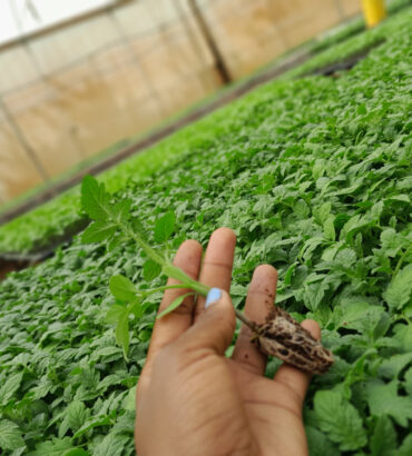 Tomato seedlings terminator tomato