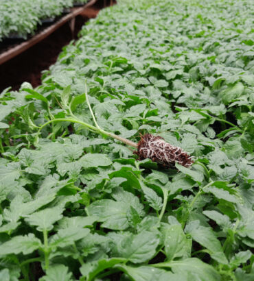 Tomato seedlings zara tomato